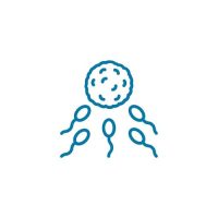 Férfi termékenység