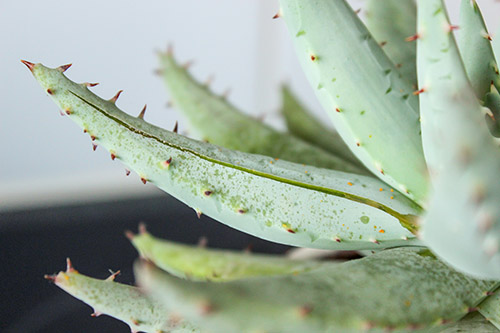 Aloe Vera