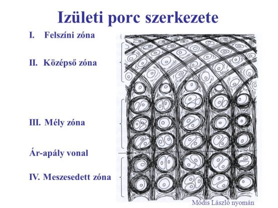 ízületi porc szerkezete