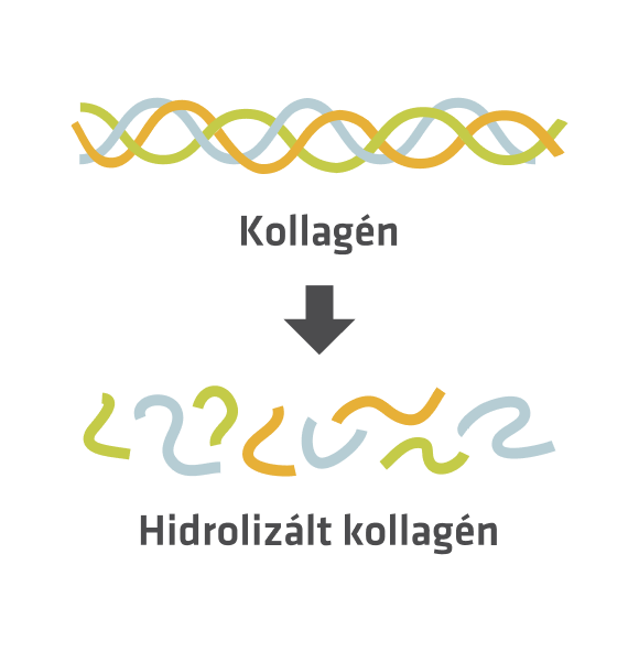 A natív kollagén hosszú, összetekeredett szálai, alattuk a hidrolízissel kisebb egységekre bontott, jobban felszívódó kollagén peptidek