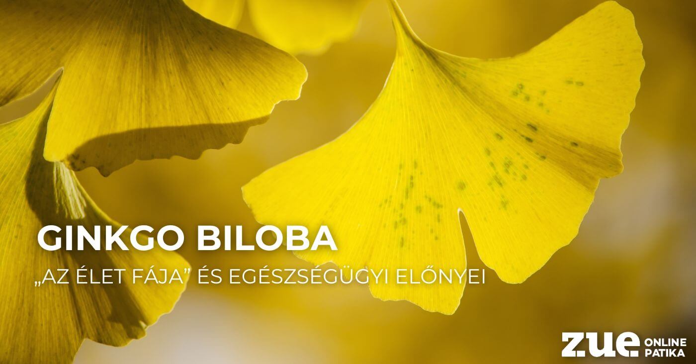 Ginkgo biloba – „Az élet fája” és egészségügyi előnyei