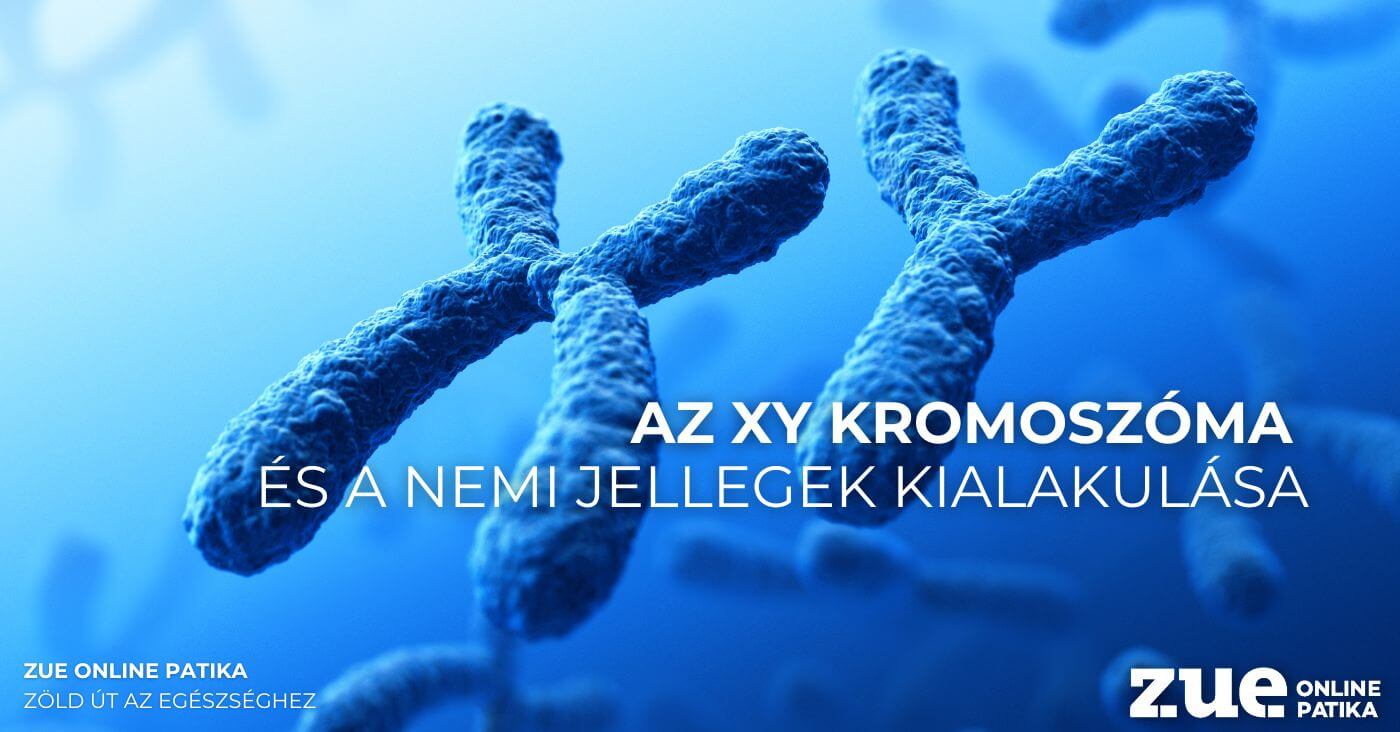 Az XY kromoszóma és a nemi jellegek kialakulása